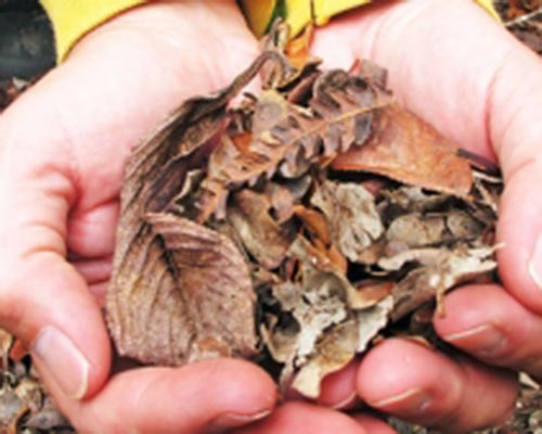 Fallen leaf litter on the forest floor of the summit bog on Kaʻala has leaf wax molecules that persist for millennia under the right conditions.