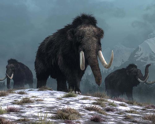 An illustration of a trio of woolly mammoths trudging near snow-covered hills. Credit: Daniel Eskridge