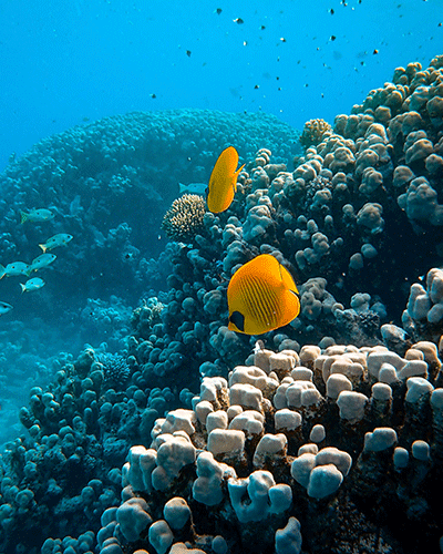 tropical fish swimming over coral reef