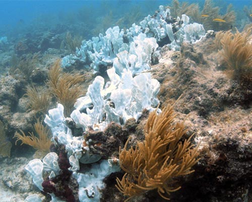 Underwater image of coral undergoing bleaching.