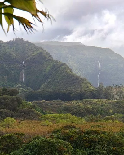 Photo of Maui forest