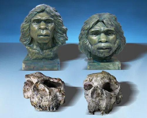Two busts of primitive man with two human face fossils